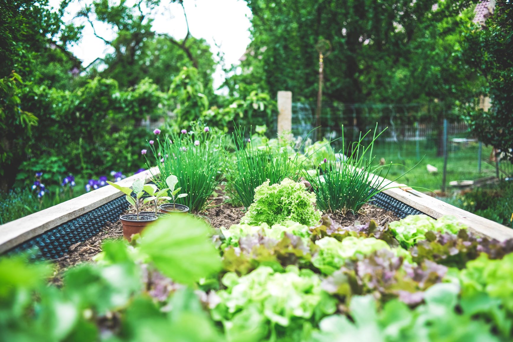raised garden bed